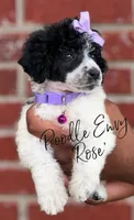 Rose, a female Poodle - Standard  for sale in Baton Rouge, LA – Photo 1 of 2
