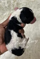 Rose, a female Poodle - Standard  for sale in Baton Rouge, LA – Photo 2 of 3