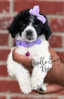 Rose, a female Poodle - Standard  for sale in Baton Rouge, LA – Photo 2 of 2