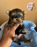 Oakley , a male Yorkshire Terrier for sale in Baton Rouge, LA – 3 of 4