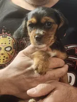 Queen, a female Cavalier King Charles Spaniel and Yorkshire Terrier for sale in Ft Mitchell, KY – Photo 1 of 3