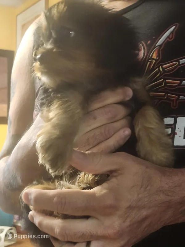 Red – Cavalier King Charles Spaniel, Yorkshire Terrier puppy for sale in Ft Mitchell, KY