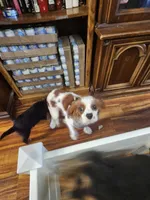 Pumpkin, a female Cavalier King Charles Spaniel and Yorkshire Terrier for sale in Ft Mitchell, KY – Photo 2 of 3