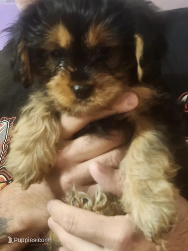 Pumpkin – Cavalier King Charles Spaniel, Yorkshire Terrier puppy for sale in Ft Mitchell, KY