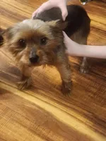 Pumpkin, a female Cavalier King Charles Spaniel and Yorkshire Terrier for sale in Ft Mitchell, KY – Photo 3 of 3