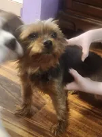 Blue, a male Cavalier King Charles Spaniel and Yorkshire Terrier for sale in Ft Mitchell, KY – Photo 3 of 3