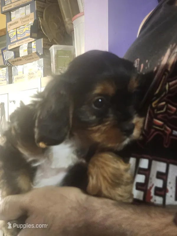 Blue – Cavalier King Charles Spaniel, Yorkshire Terrier puppy for sale in Ft Mitchell, KY