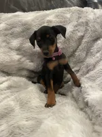 Violet , a female Miniature Pinscher for sale in Elkins, AR – 2 of 3