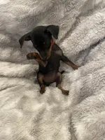 Velvet , a female Miniature Pinscher for sale in Elkins, AR – 2 of 2