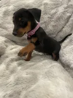 Velvet, a female Miniature Pinscher for sale in Elkins, AR – 1 of 3