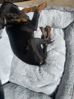 Dudley ( Dud’s ), a male Miniature Pinscher for sale in Elkins, AR – 2 of 5