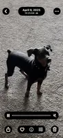 Violet, a female Miniature Pinscher for sale in Elkins, AR – 6 of 6