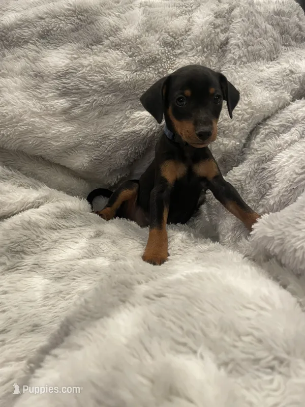 Buddy – Miniature Pinscher puppy for sale in Elkins, AR