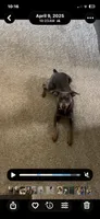 Violet, a female Miniature Pinscher for sale in Elkins, AR – 5 of 6