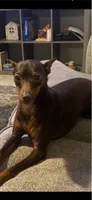 Violet, a female Miniature Pinscher for sale in Elkins, AR – 3 of 6