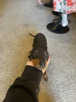 Dudley ( Dud’s ), a male Miniature Pinscher for sale in Elkins, AR – 3 of 5