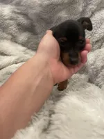 Princess, a female Miniature Pinscher for sale in Elkins, AR – 1 of 3