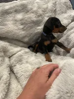 Buddy, a male Miniature Pinscher for sale in Elkins, AR – 2 of 2