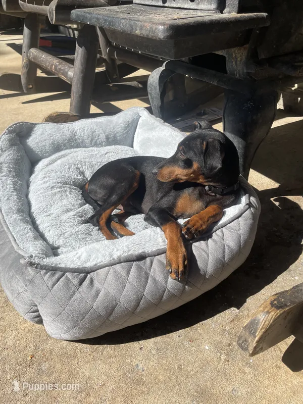 Dudley ( Dud’s ) – Miniature Pinscher puppy for sale in Elkins, AR