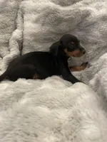 Dudley , a male Miniature Pinscher for sale in Elkins, AR – 3 of 3