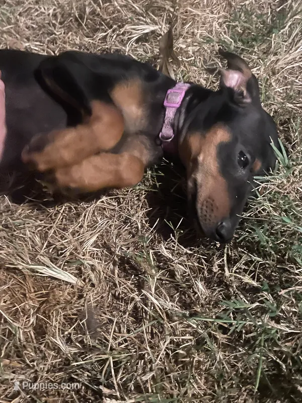 Violet – Miniature Pinscher puppy for sale in Elkins, AR