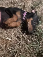 Violet, a female Miniature Pinscher for sale in Elkins, AR – 1 of 6