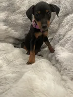Violet , a female Miniature Pinscher for sale in Elkins, AR – 1 of 3