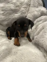Princess, a female Miniature Pinscher for sale in Elkins, AR – 3 of 3