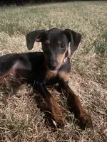 Violet, a female Miniature Pinscher for sale in Elkins, AR – 2 of 6