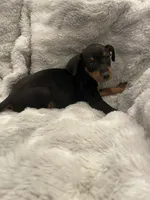 Dudley , a male Miniature Pinscher for sale in Elkins, AR – 2 of 3
