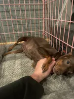 Violet, a female Miniature Pinscher for sale in Elkins, AR – 4 of 6