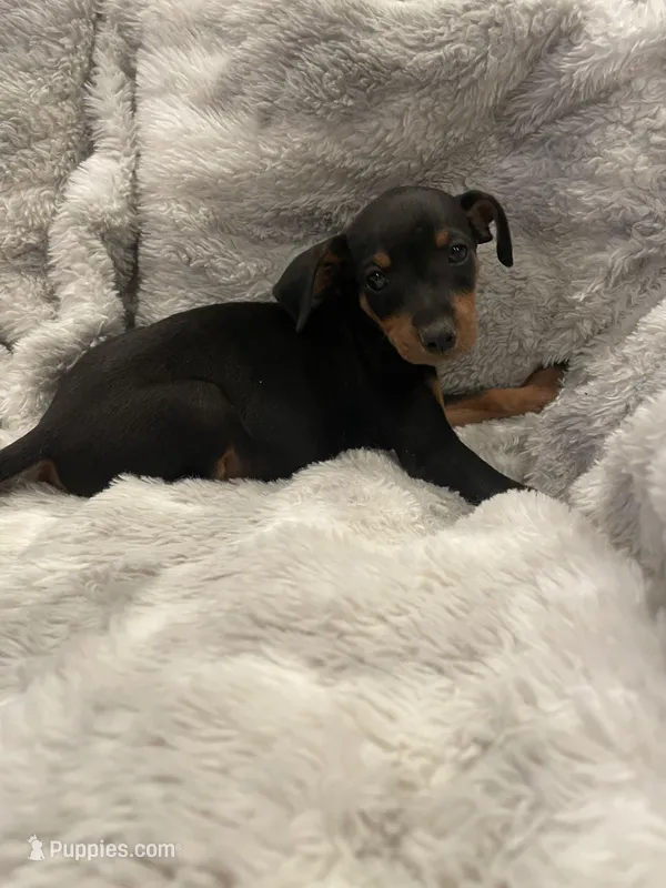 Dudley  – Miniature Pinscher puppy for sale in Elkins, AR