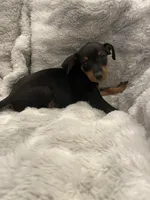 Dudley , a male Miniature Pinscher for sale in Elkins, AR – 1 of 3