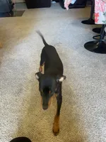 Dudley ( Dud’s ), a male Miniature Pinscher for sale in Elkins, AR – 4 of 5