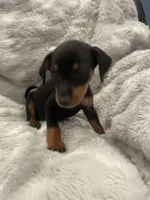 Princess, a female Miniature Pinscher for sale in Elkins, AR – 2 of 3