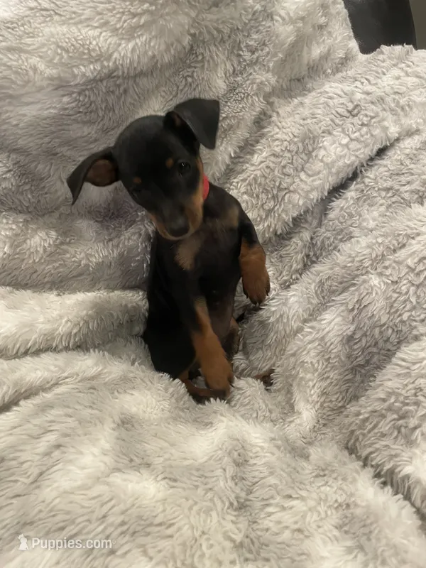 Velvet  – Miniature Pinscher puppy for sale in Elkins, AR