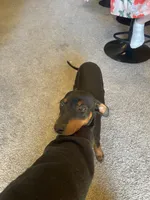 Dudley ( Dud’s ), a male Miniature Pinscher for sale in Elkins, AR – 5 of 5