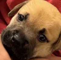 Tink, a female American Pit Bull Terrier and Labrador Retriever for sale in Ormond Beach, FL – 1 of 2