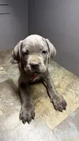 Orange, a female Cane Corso for sale in Duncannon, PA – 5 of 5