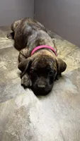 Pink, a female Cane Corso for sale in Duncannon, PA – 5 of 7