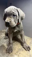 Orange, a female Cane Corso for sale in Duncannon, PA – 2 of 5