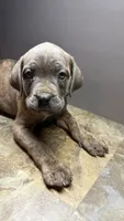 Navy, a female Cane Corso for sale in Duncannon, PA – 4 of 4