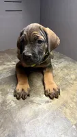 Neon green, a female Cane Corso for sale in Duncannon, PA – 2 of 4