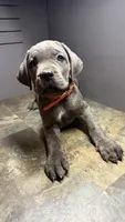 Orange, a female Cane Corso for sale in Duncannon, PA – 3 of 5