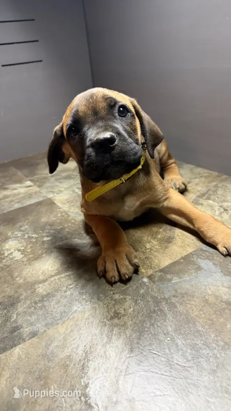 Yellow – Cane Corso puppy for sale in Duncannon, PA
