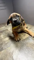 Yellow, a female Cane Corso for sale in Duncannon, PA – 1 of 5