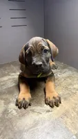 Neon green, a female Cane Corso for sale in Duncannon, PA – 4 of 4