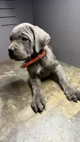 Orange, a female Cane Corso for sale in Duncannon, PA – 4 of 5