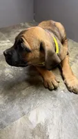 Yellow, a female Cane Corso for sale in Duncannon, PA – 4 of 5