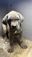 Purple, a female Cane Corso for sale in Duncannon, PA – 2 of 3
